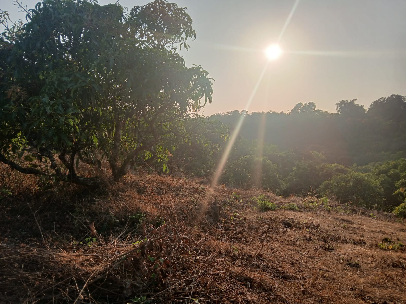 Our Konkan Orchards